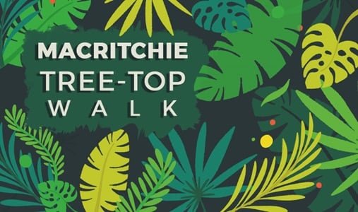 A Hike at MacRitchie Treetop Trail